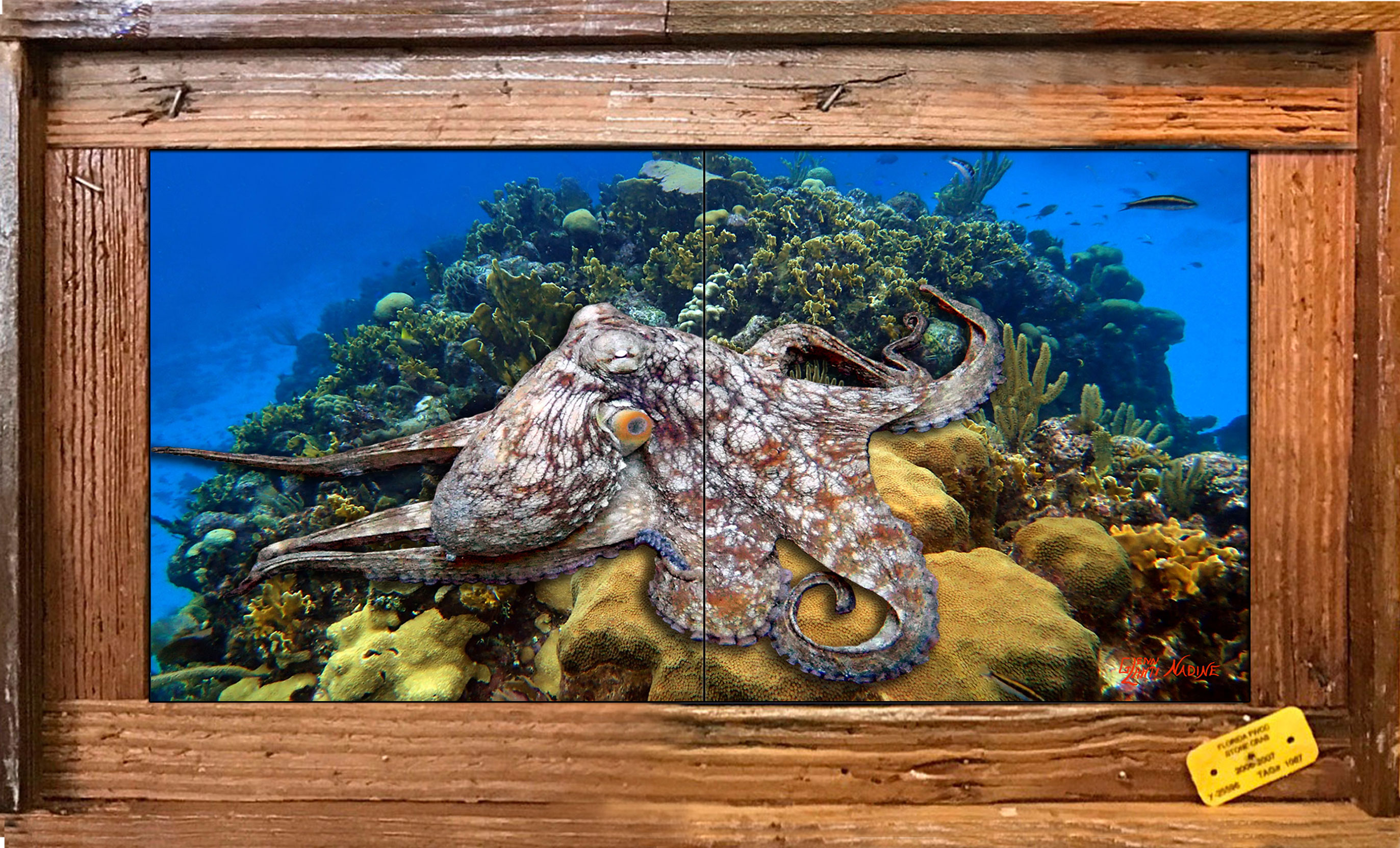 "Octopus on the Reef" Tile Mural