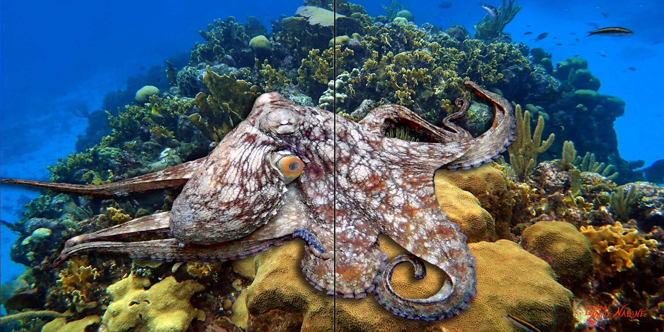 "Octopus on the Reef" Tile Mural