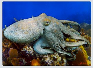 "Octopus Swimming" Cutting Board