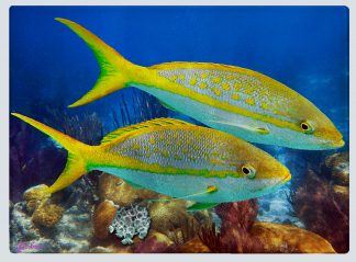"Pair of Yellowtail" Cutting Board