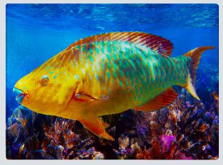 "Parrotfish 71" Cutting Board