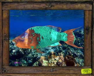 "Parrotfish Supermale"