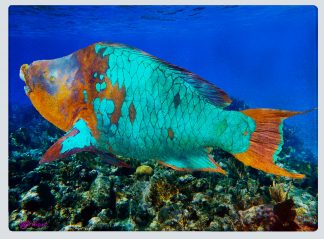 "Parrotfish Supermale" Cutting Board