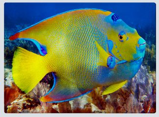 "Queen Angelfish" Cutting Board