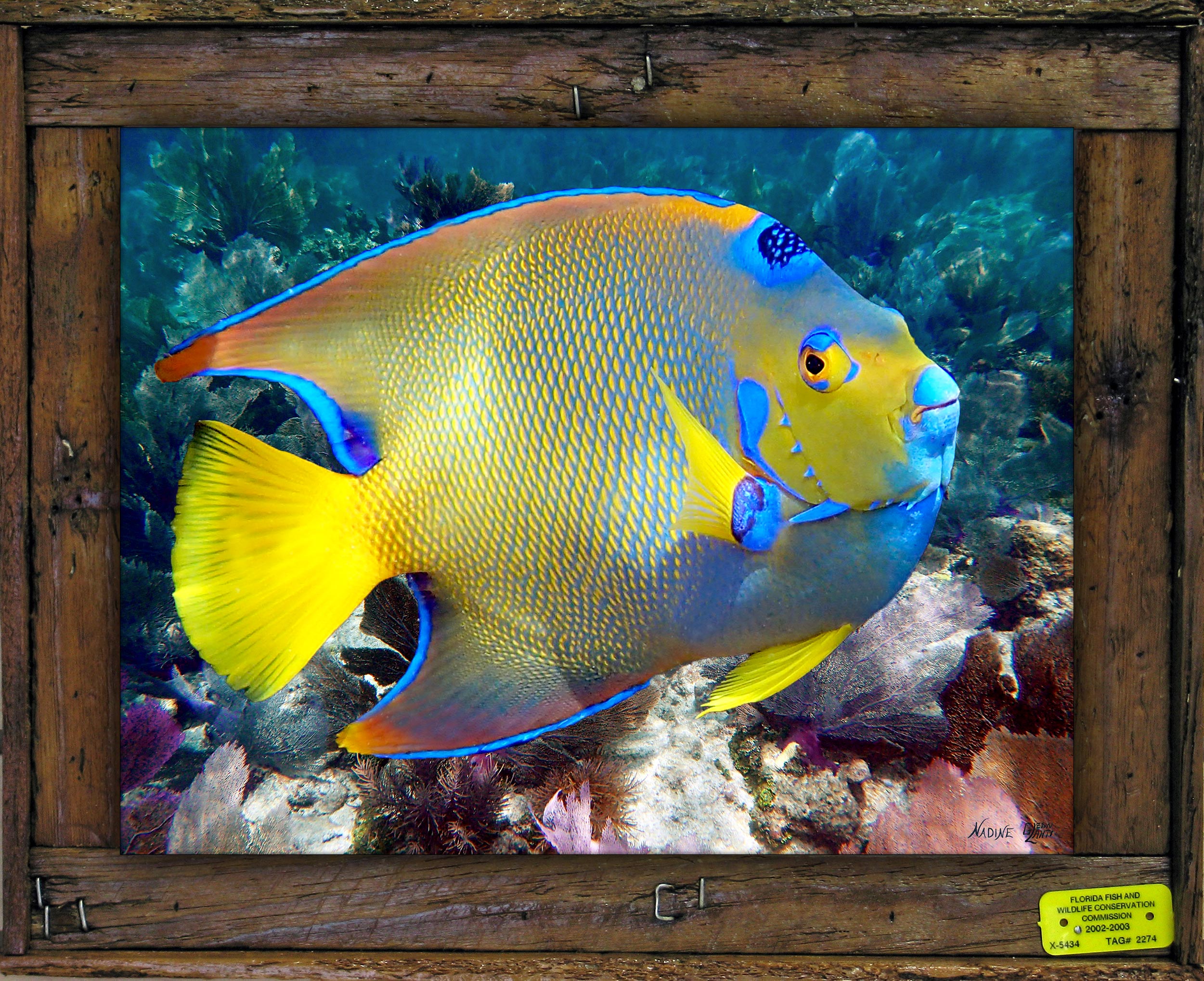 "Queen Angelfish 55"