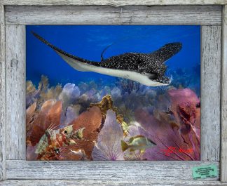 "Skimming the Seafans"