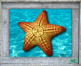 "Starfish"