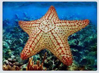 "Starfish" Cutting Board