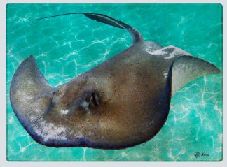 "Sting Ray 4" Cutting Board