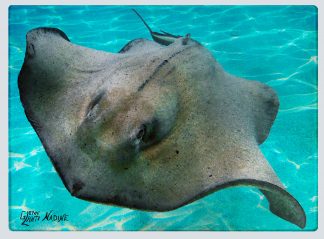 "Sting Ray" Cutting Board