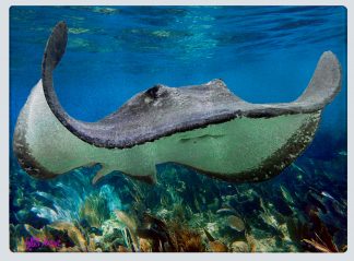 "Sting Ray Flying" Cutting Board