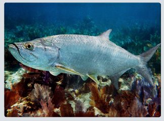 "Tarpon 69" Cutting Board
