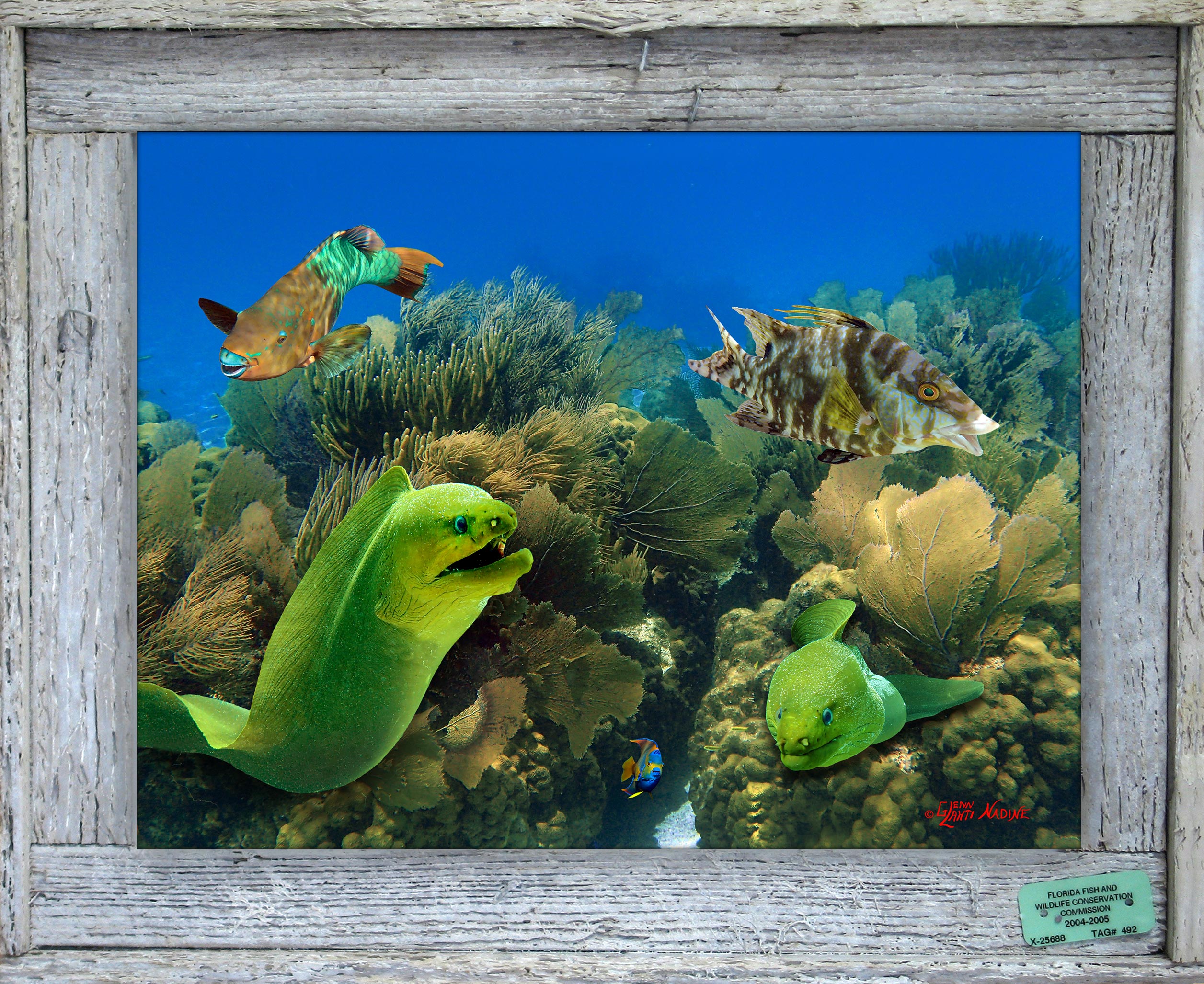 "Two Morays"