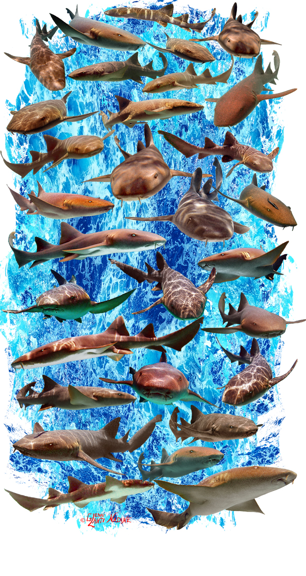 "Nurse Shark" Buff