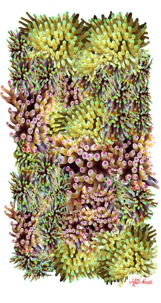 "Anemone" Buff