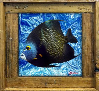"Angelfish Oil"