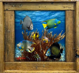 "Angels of the Reef"