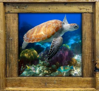 "Bermuda Reef Turtle"