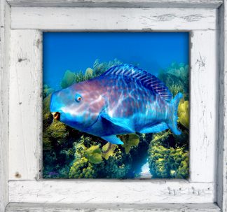 "Blue Bull Parrotfish"