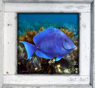 "Blue Tang"