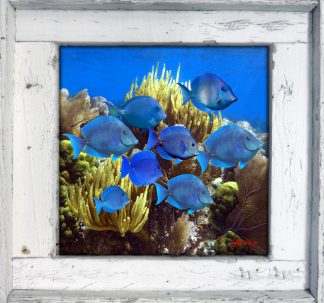 "Blue Tang School"