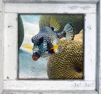 "Boxfish"