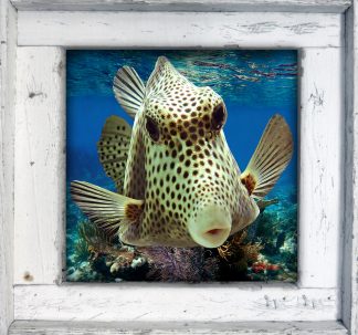 "Boxfish Kiss"