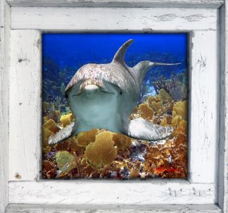 "Dolphin in the Bahamas"