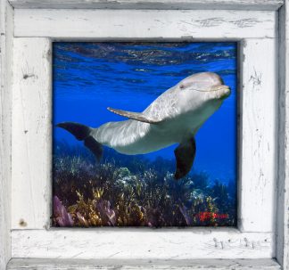 "Dolphin on the Dropoff"