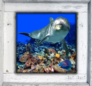 "Dolphin on the Reef"
