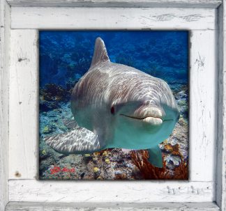 "Dolphin Over the Ledge"