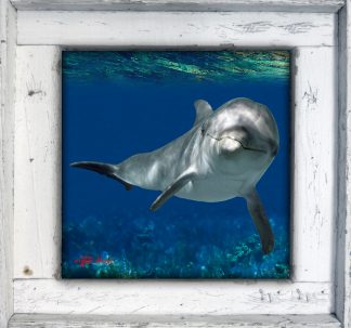 "Dolphin Over the Seafan"