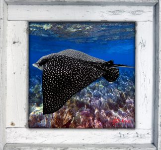 "Eagle Ray 2"