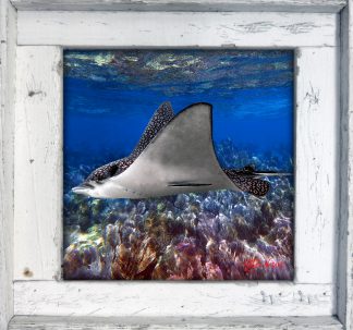 "Eagle Ray 4"