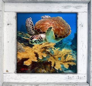 "Flying Over Corals"
