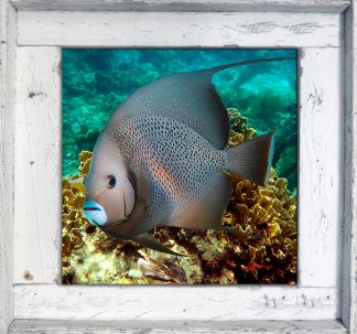 "Grey Angelfish Over the Corals"