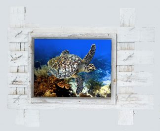 "Hawksbill Turtle 1"