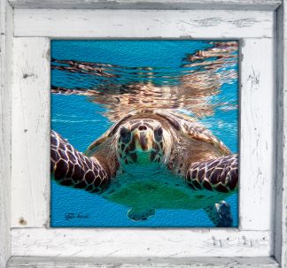 "Hawksbill at the Surface"