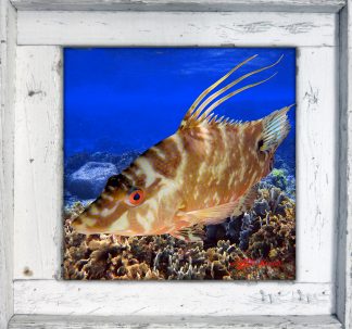 "Hogfish Cruising"