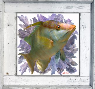 "Hogfish and Seafans"