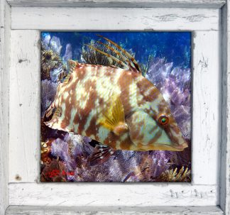 "Hogfish in the Seafans"