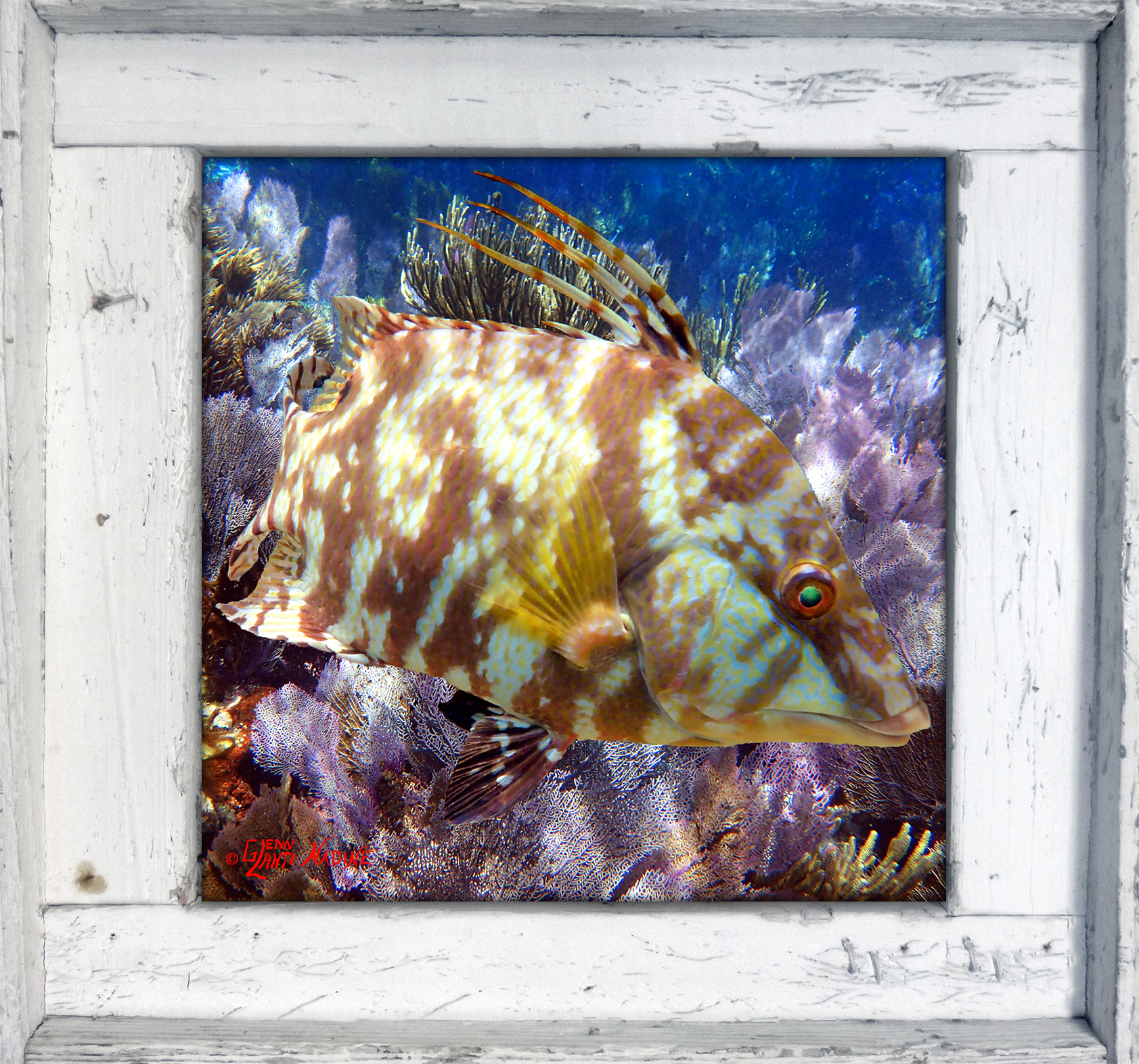 "Hogfish in the Seafans"