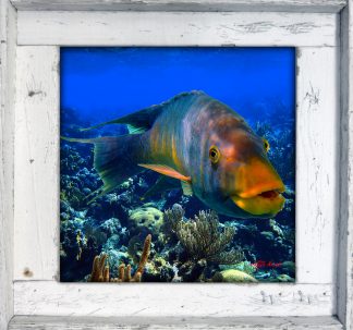 "Hogfish on the Reef"