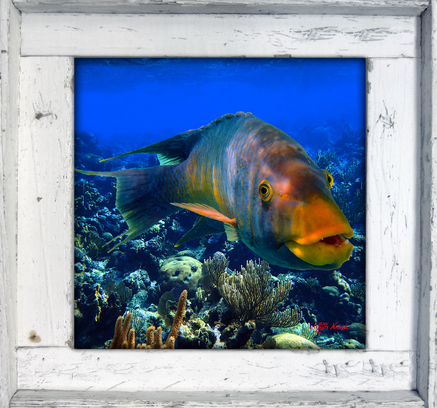 "Hogfish on the Reef"