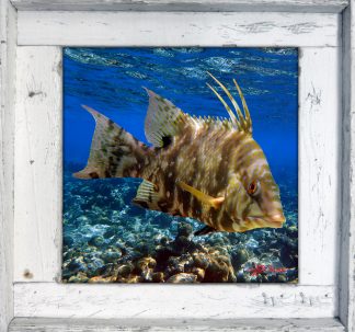 "Hogfish over the Reef"