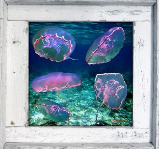 "Invasion of the Jellies"