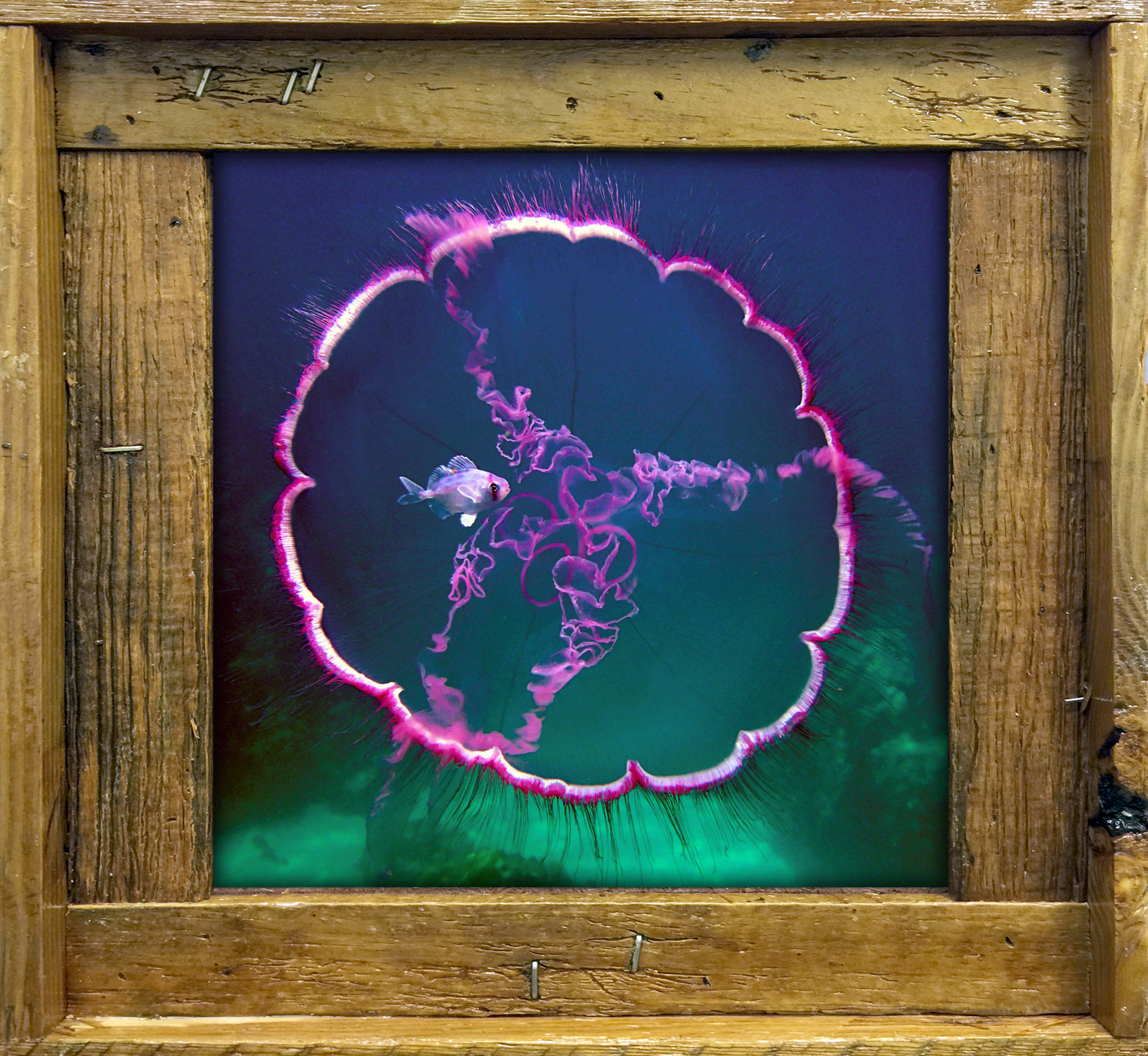 "Jelly with Fish"