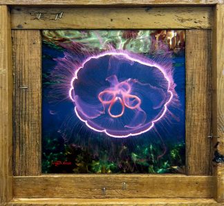 "Jellyfish at Grecian Rocks"