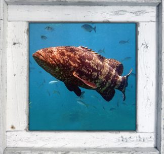 "Jewfish"