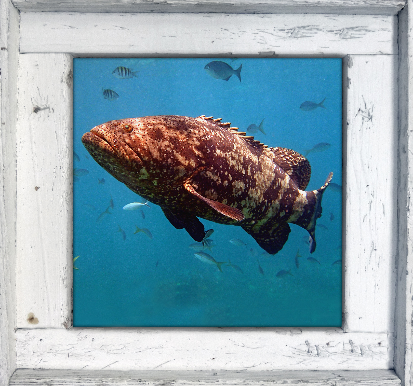"Jewfish"
